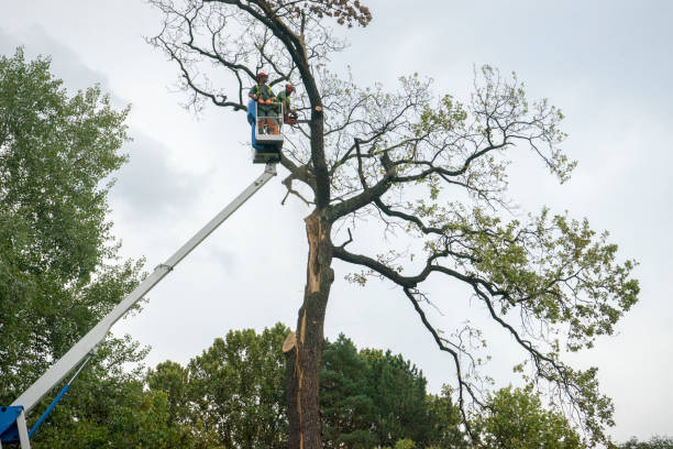 Best Tree Trimming Near Me  in Hailey, ID